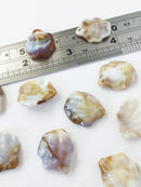 30 x Acrylic Seashell Charms, 20x16mm (G)